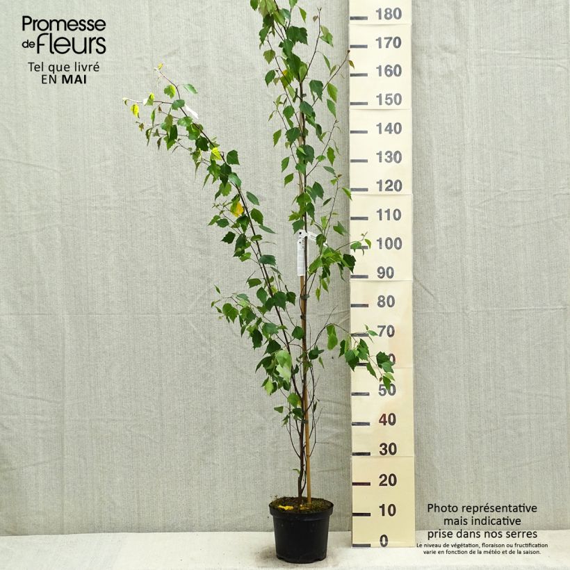 Spécimen de Betula pendula Fastigiata - Bouleau fastigié Pot de 2L/3L tel que livré au printemps