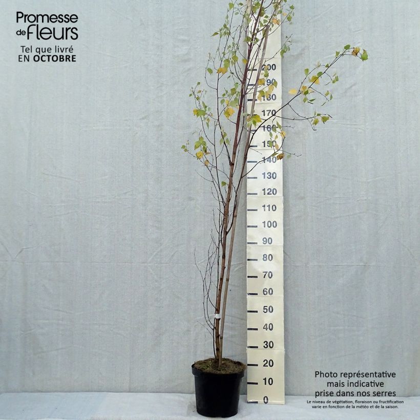 Spécimen de Betula pendula Fastigiata - Bouleau fastigié Pot de 7,5L/10L, Tige tel que livré en automne