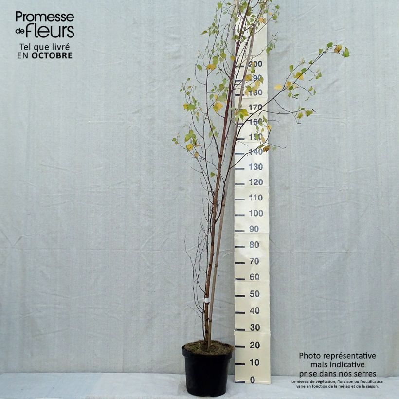 Spécimen de Betula pendula Fastigiata - Bouleau fastigié tel que livré en automne