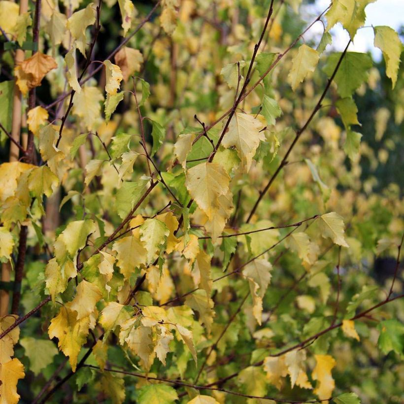 Betula pendula Golden Cloud - Bouleau blanc (Feuillage)