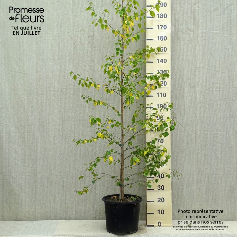 Spécimen de Betula pendula Golden Cloud - Bouleau blanc Pot de 12L/15L, Baliveau tel que livré en été