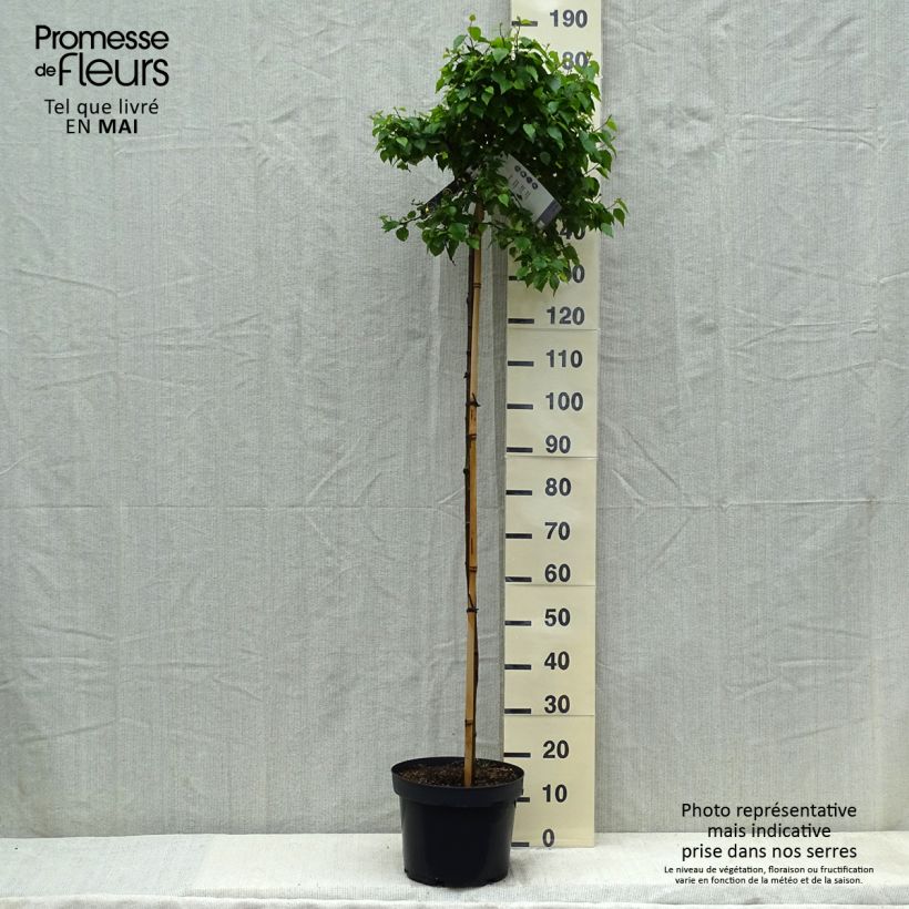 Spécimen de Betula pendula Magical Globe - Bouleau commun Pot de 7,5L/10L tel que livré au printemps