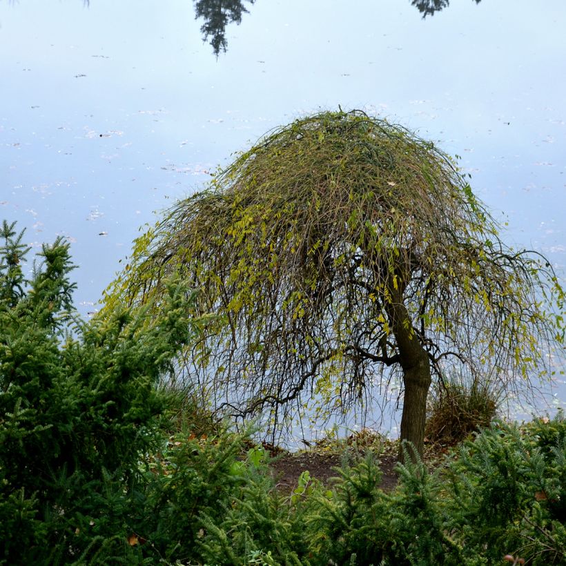 Betula pendula Magical Globe - Bouleau commun (Port)