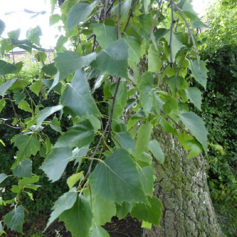 Betula pendula Tristis - Bouleau pleureur (Feuillage)