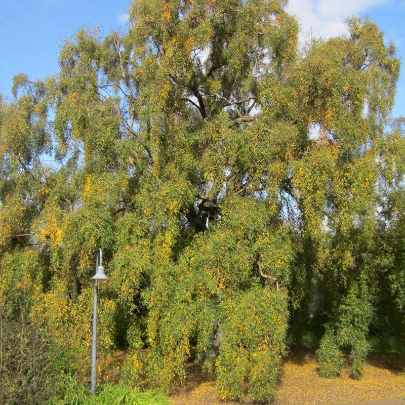 Betula pendula Tristis - Bouleau pleureur (Port)