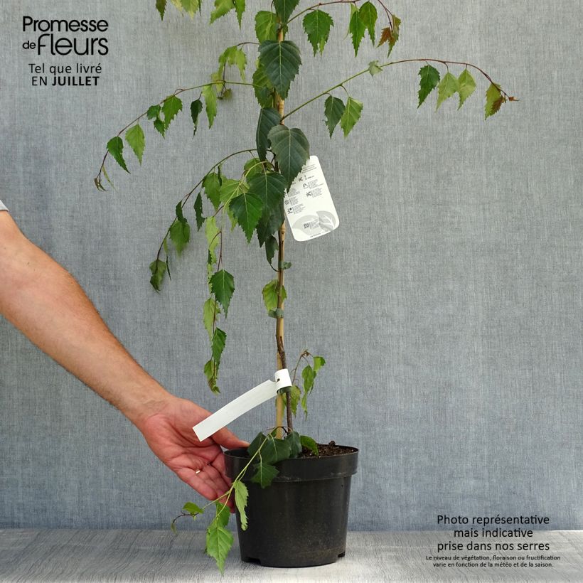 Spécimen de Betula pendula Tristis - Bouleau pleureur Pot de 2L/3L tel que livré en été