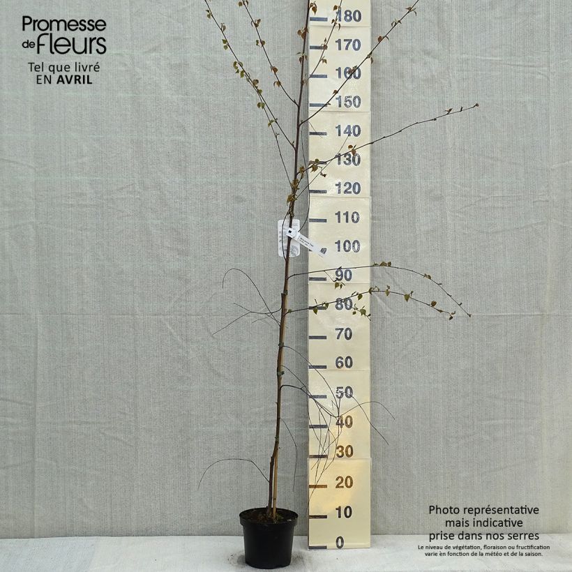Spécimen de Betula pendula Tristis - Bouleau pleureur tel que livré au printemps