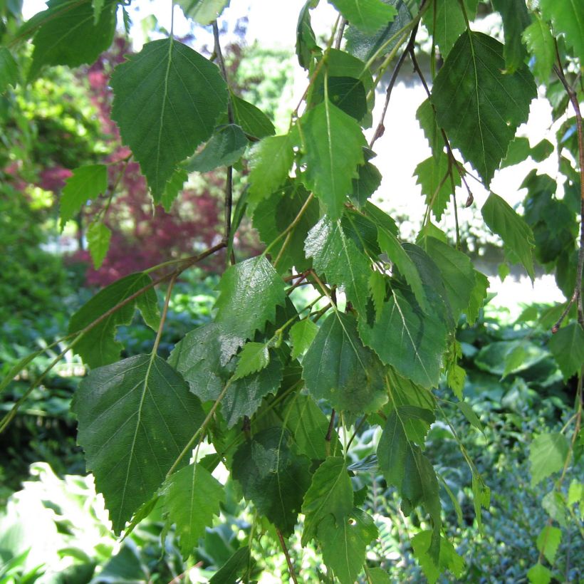 Bouleau pleureur Youngii - Betula pendula (Feuillage)