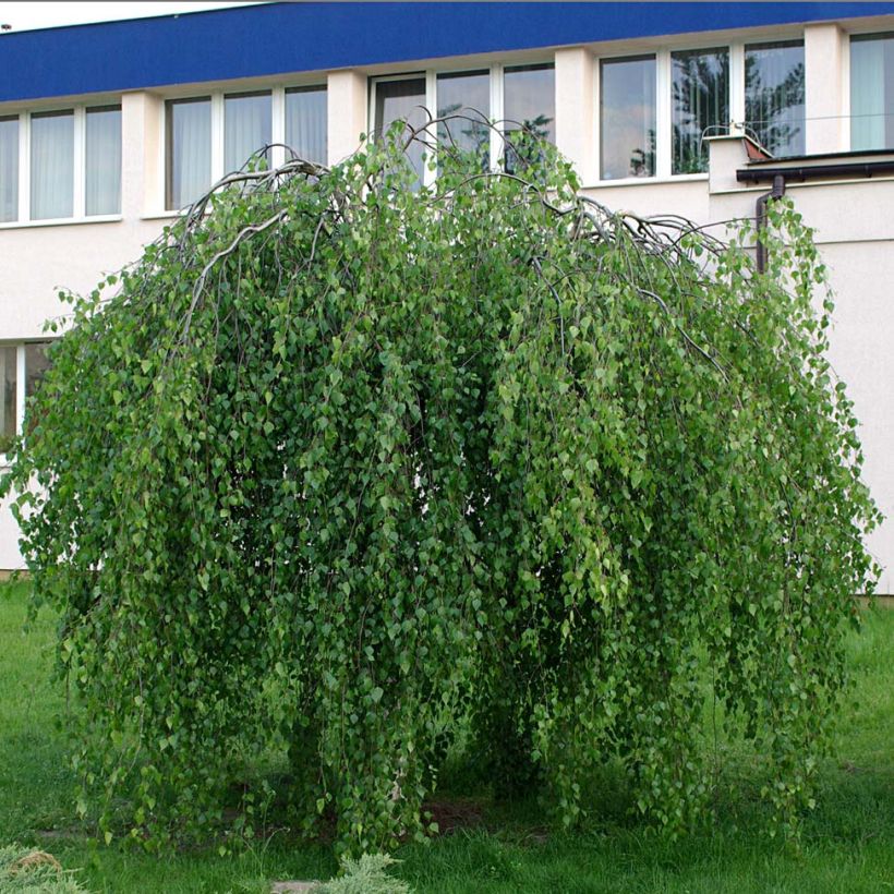 Bouleau pleureur Youngii - Betula pendula (Port)