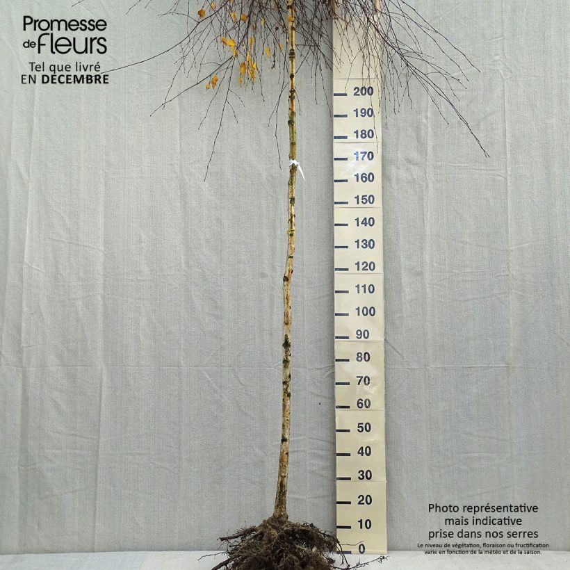 Spécimen de Bouleau pleureur Youngii - Betula pendula Grandes Racines nues, Tige 8/10Hauteur livrée env. 250 +/-cm tel que livré en hiver