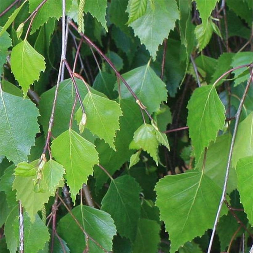 Betula pendula (alba, verrucosa) (Feuillage)