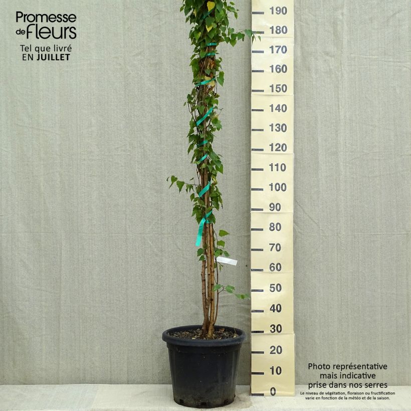 Spécimen de Betula pendula (alba, verrucosa) 150/200cm en pot de 18L.- Bouleau pleureur. tel que livré en été