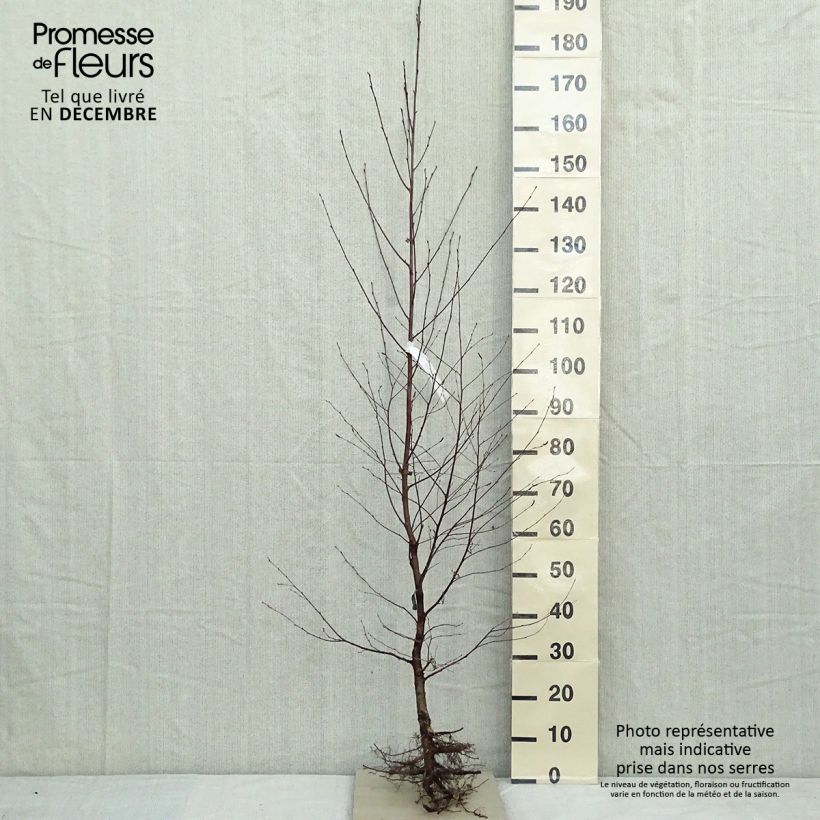 Spécimen de Betula pendula (alba, verrucosa) tel que livré en hiver