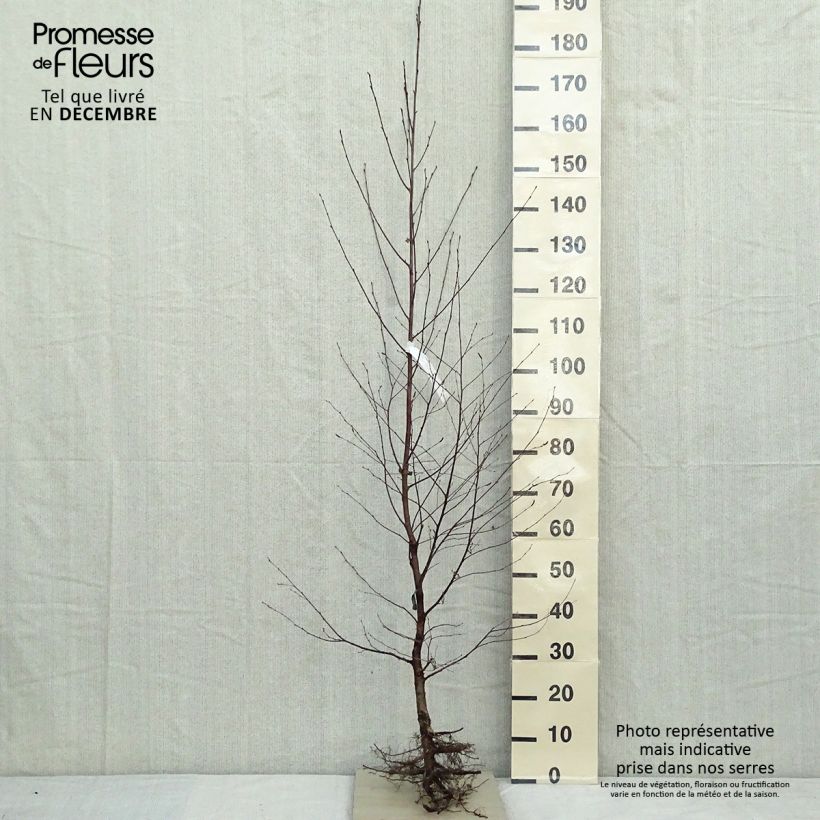 Spécimen de Betula pendula (alba, verrucosa) en racines nues 175/200cm - Bouleau pleureur tel que livré en hiver