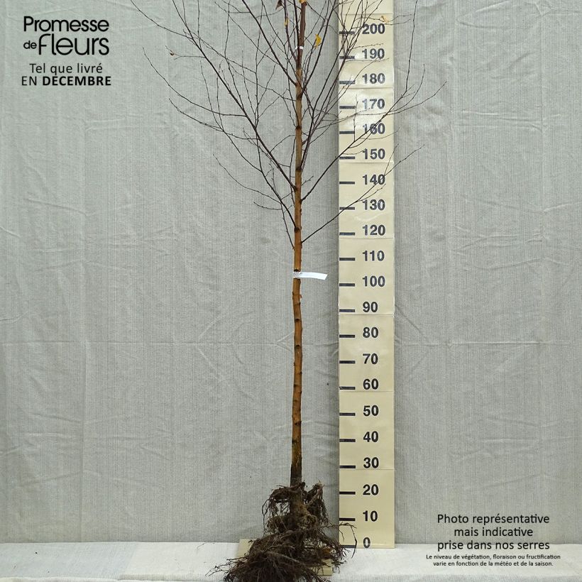 Spécimen de Betula pendula (alba, verrucosa) en racines nues tige 6/8.- Bouleau pleureur. tel que livré en hiver
