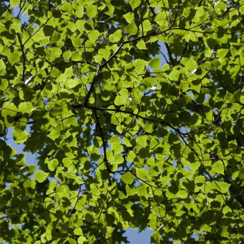 Betula pubescens - Bouleau pubescent (Feuillage)