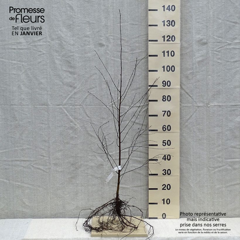 Spécimen de Betula pubescens - Bouleau pubescent tel que livré en hiver
