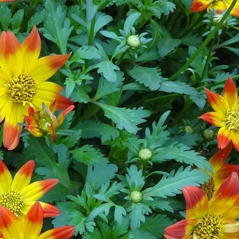 Bidens Beedance Painted Red (Feuillage)