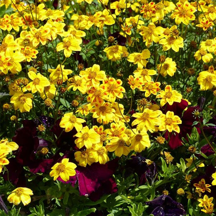 Bidens Beedance Painted Red (Floraison)