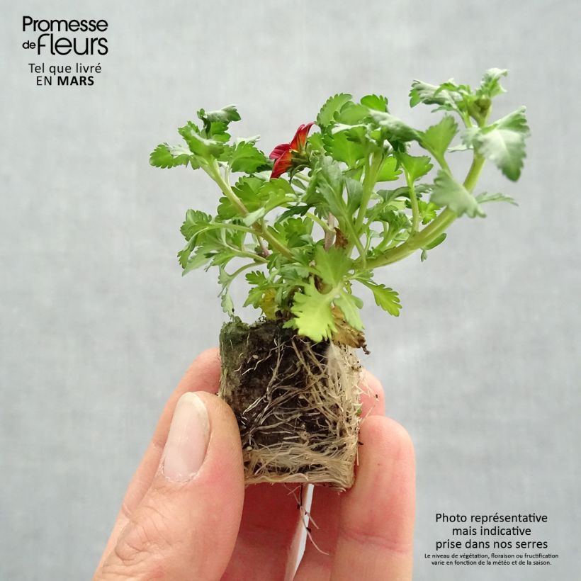 Spécimen de Bidens Beedance Painted Red Mini-motte 4 cm tel que livré au printemps