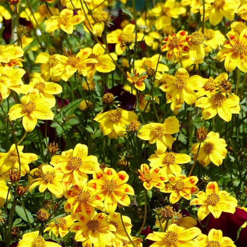 Bidens Beedance Painted Yellow (Floraison)