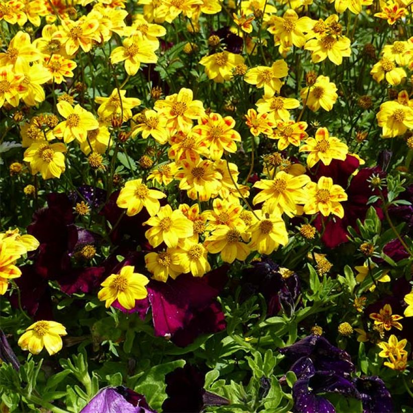 Bidens Beedance Painted Yellow (Port)