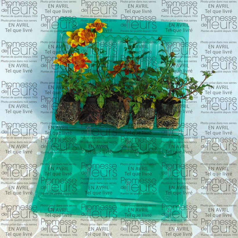 Exemple de spécimen de Bidens Beedance Painted Yellow Mini-motte 4 cm tel que livré
