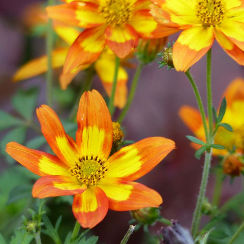 Bidens Campfire Funny Honey (Floraison)