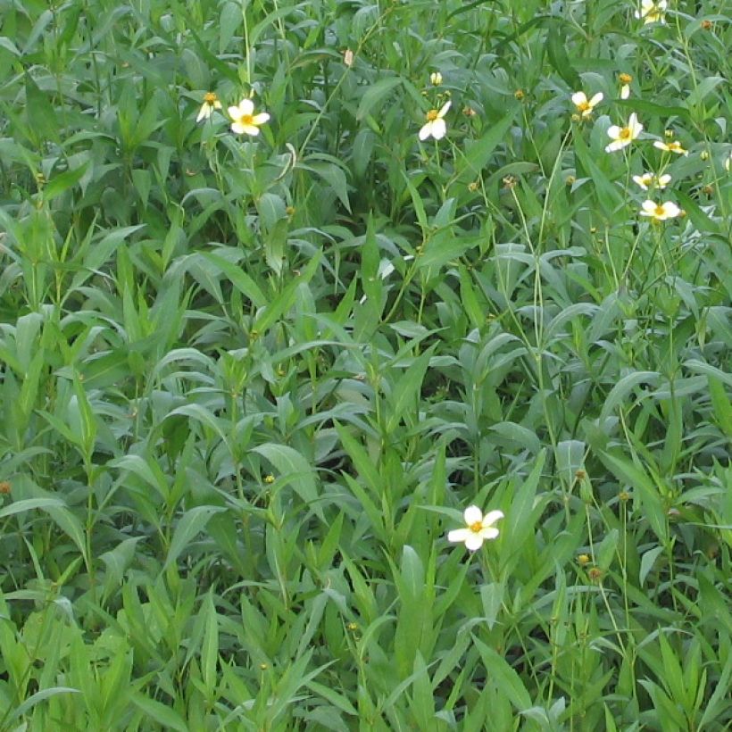 Bidens aurea (Feuillage)