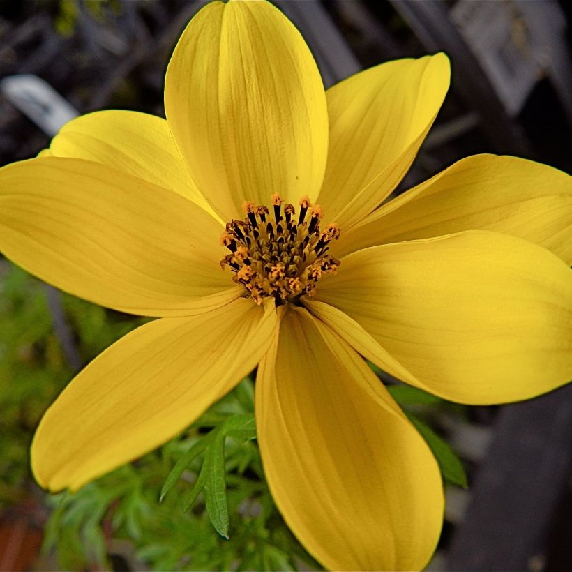 Bidens ferulifolia - Bidens à feuilles de férule (Floraison)