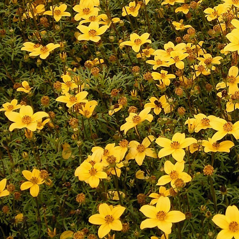 Bidens ferulifolia - Bidens à feuilles de férule (Port)