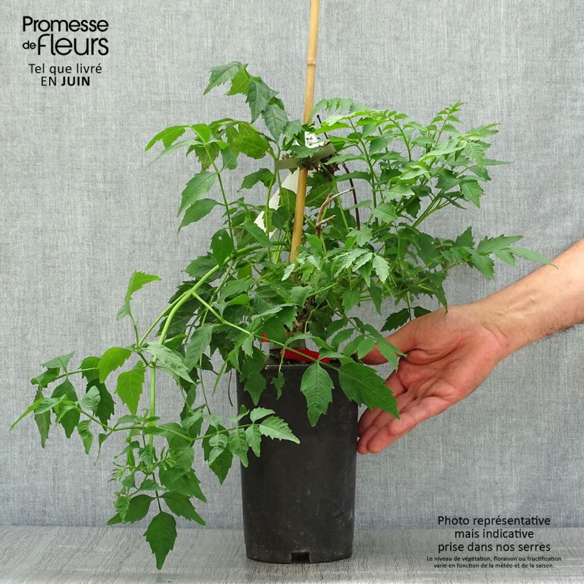 Spécimen de Bignone - Campsis tagliabuana Summer Jazz Fire Pot de 2L/3L tel que livré en été