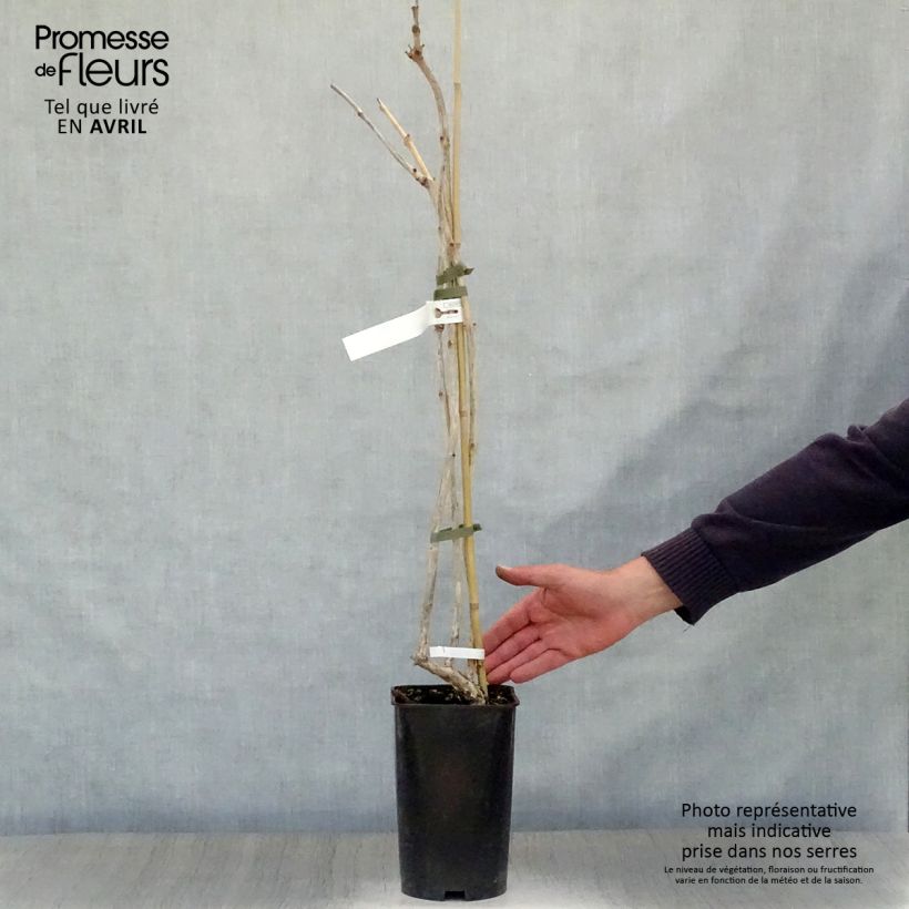 Spécimen de Bignone, Trompette de Virginie Atropurpurea - Campsis radicans en pot de 2l/3l tel que livré au printemps