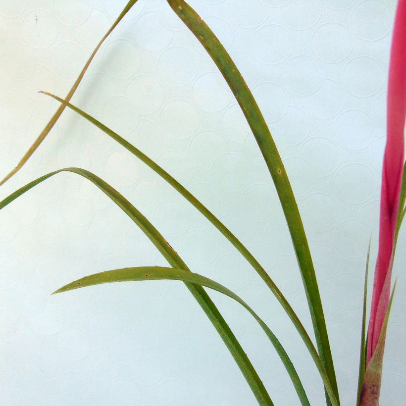 Billbergia nutans (Feuillage)