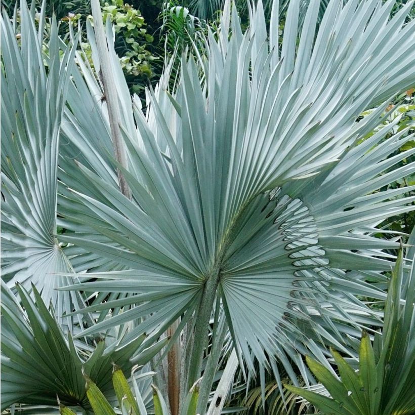 Bismarkia nobilis - Palmier de Bismarck (Feuillage)