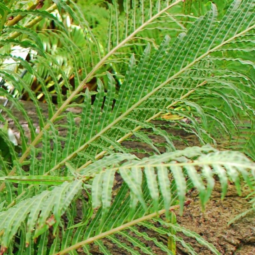 Blechnum brasiliense Volcano (Feuillage)