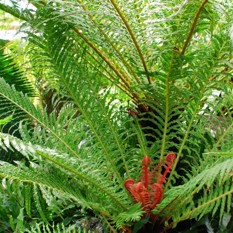 Blechnum brasiliense Volcano (Port)