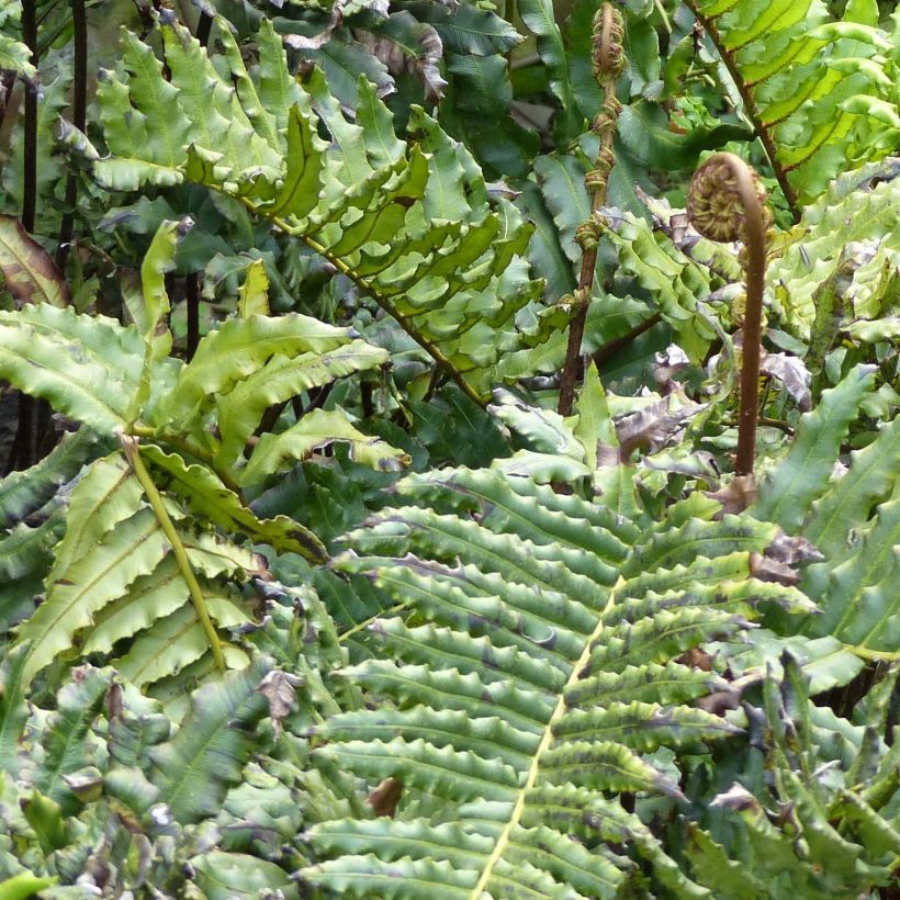 Blechnum chilense (Feuillage)