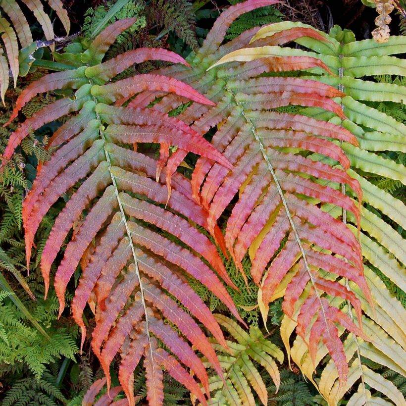 Blechnum novae-zelandiae (Feuillage)