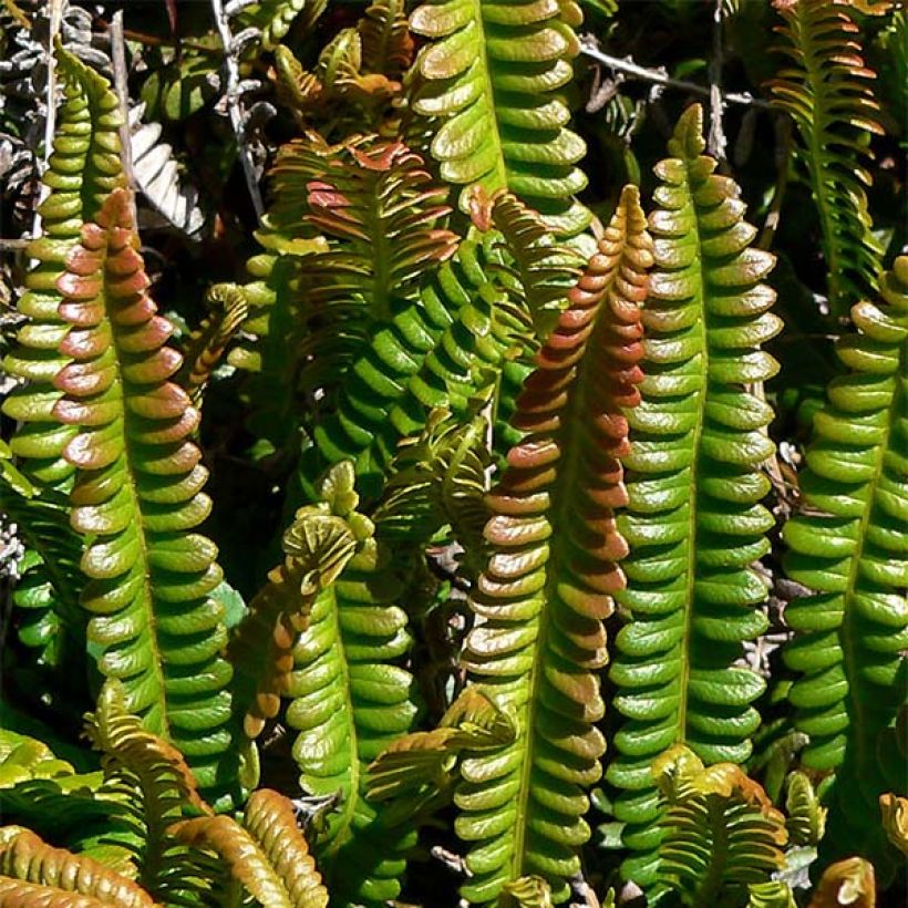 Blechnum penna-marina - Fougère (Feuillage)