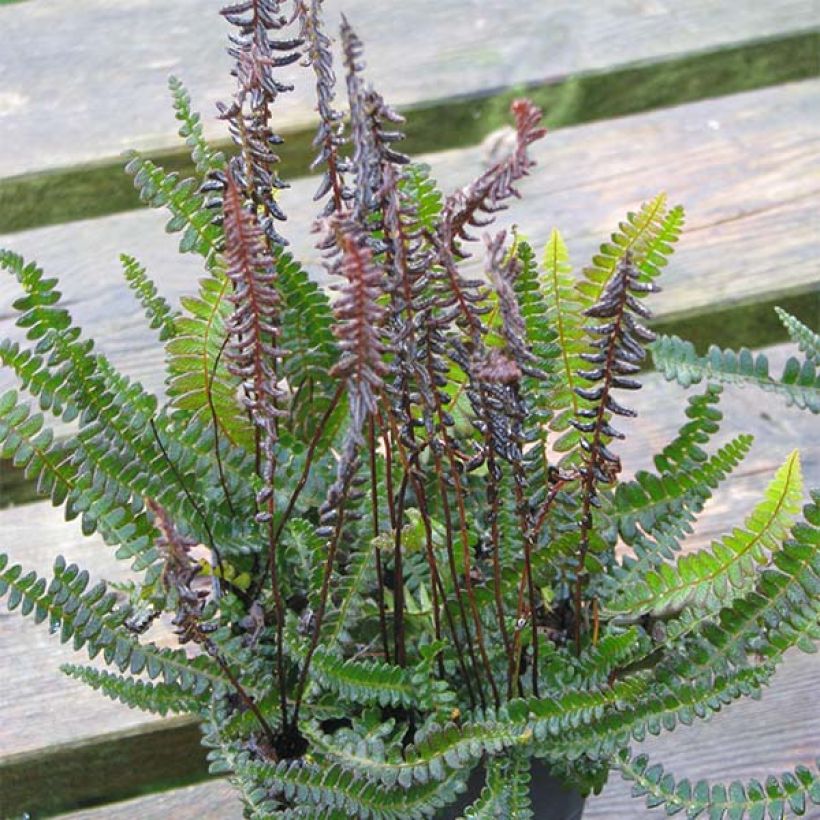 Blechnum penna-marina - Fougère (Port)