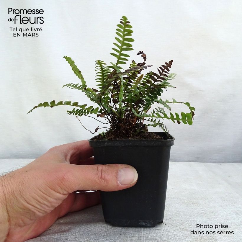 Spécimen de Blechnum penna-marina - Fougère Godet de 9cm tel que livré au printemps