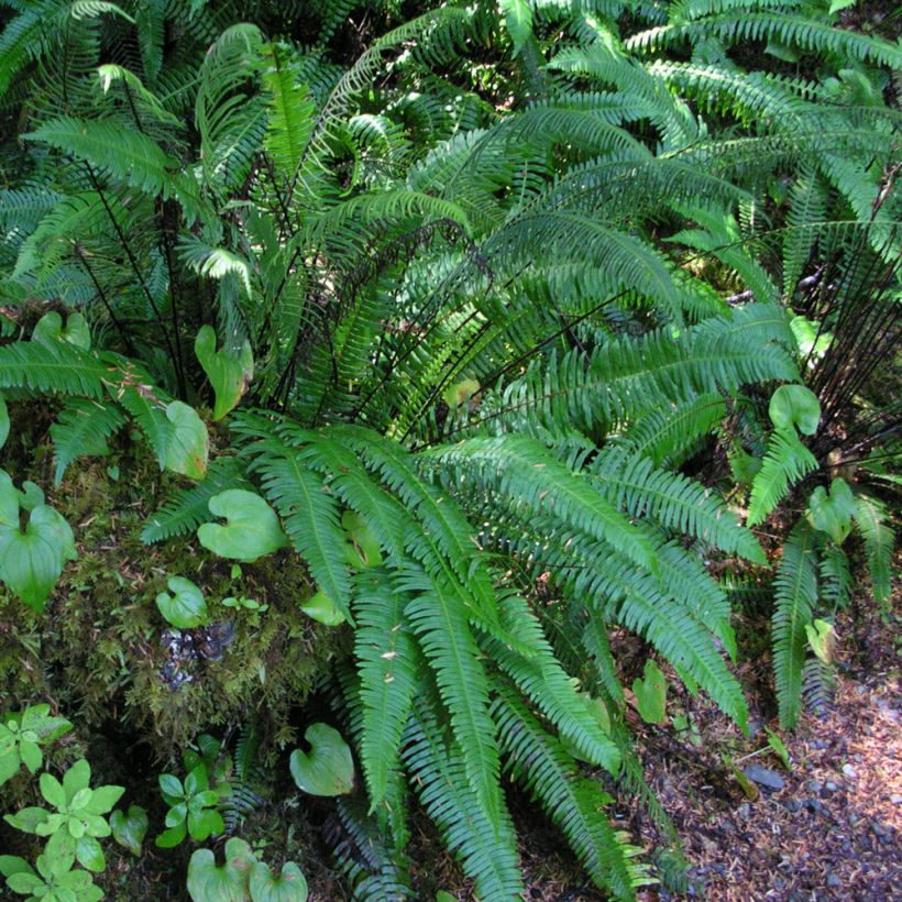 Blechnum spicant -  Fougère pectinée (Port)