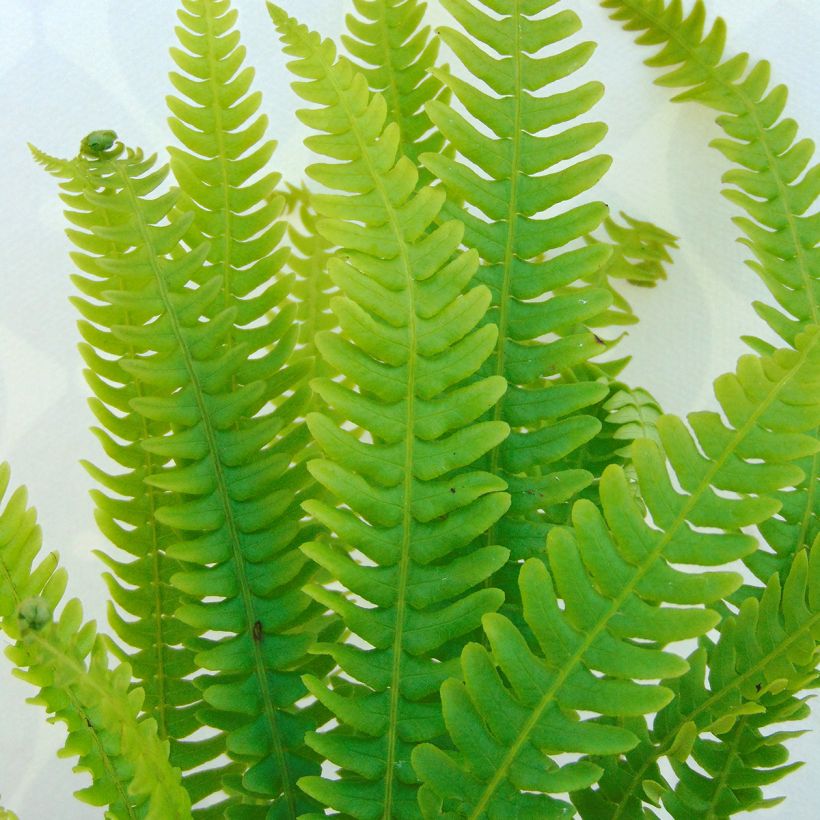 Blechnum spicant -  Fougère pectinée (Feuillage)