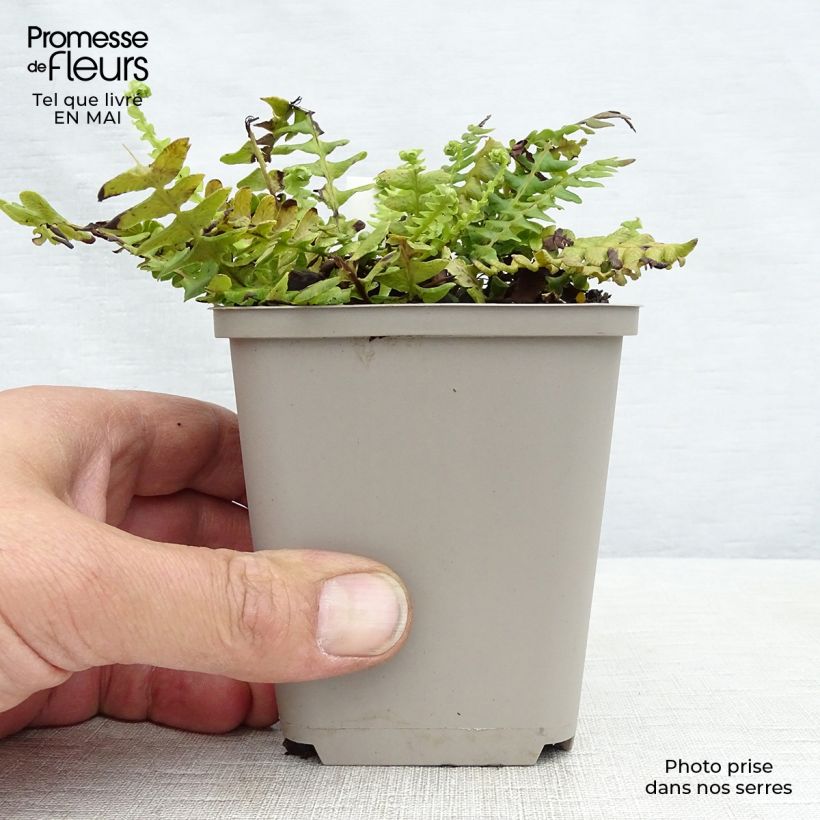 Spécimen de Blechnum spicant -  Fougère pectinée Godet de 9cm tel que livré au printemps
