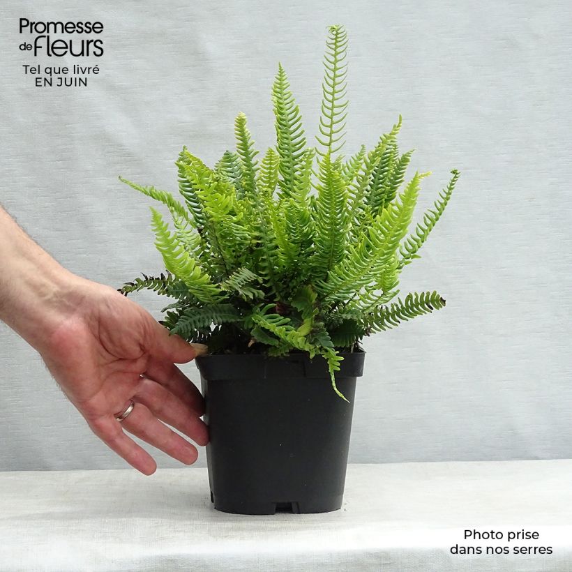 Spécimen de Blechnum spicant -  Fougère pectinée Godet de 8/9 cm tel que livré en été
