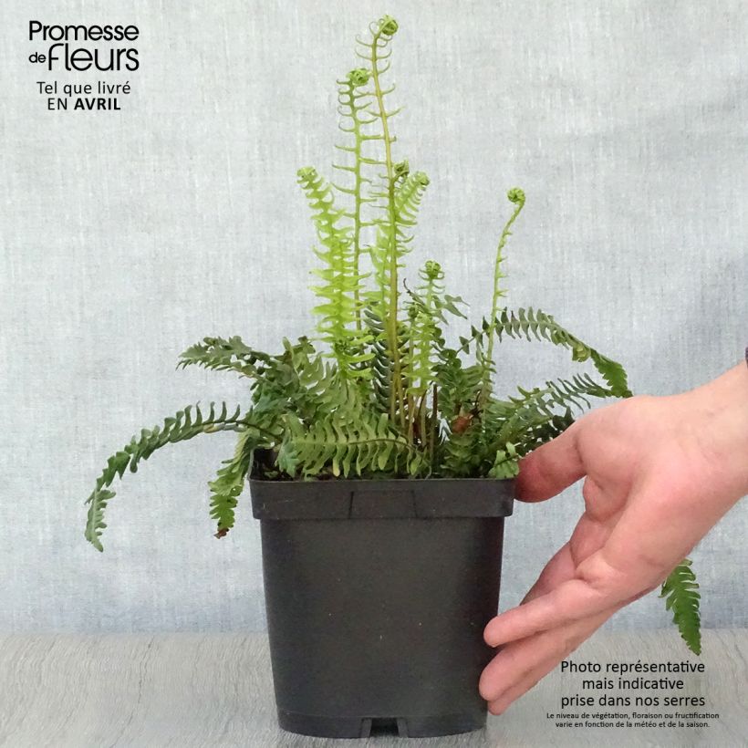 Spécimen de Blechnum spicant -  Fougère pectinée Pot de 2/3 L tel que livré au printemps