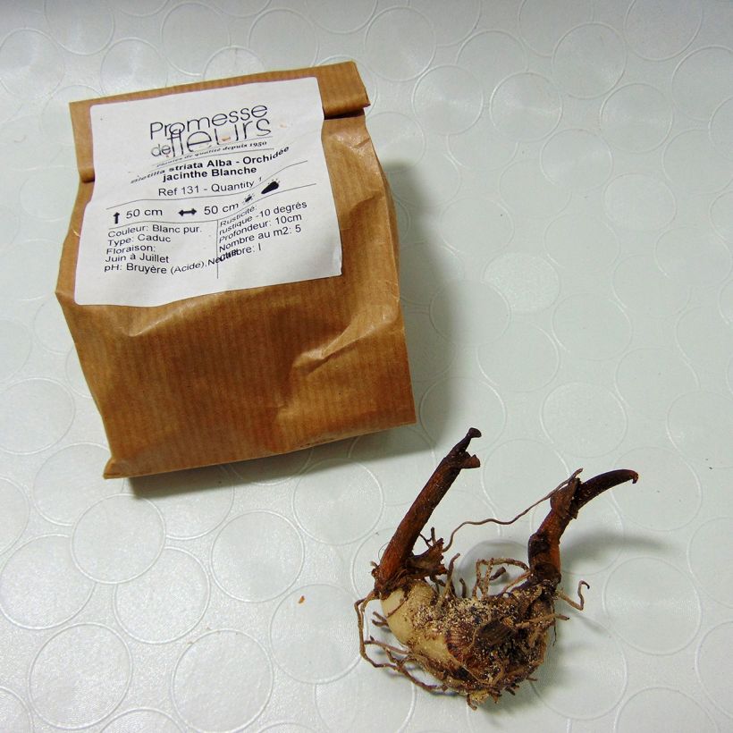 Exemple de spécimen de Bletilla striata Alba - Orchidée jacinthe Blanche  tel que livré