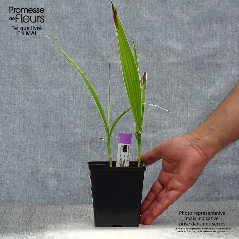 Spécimen de Bletilla striata Alba - Orchidée jacinthe Blanche pot de 1/1,5L tel que livré au printemps