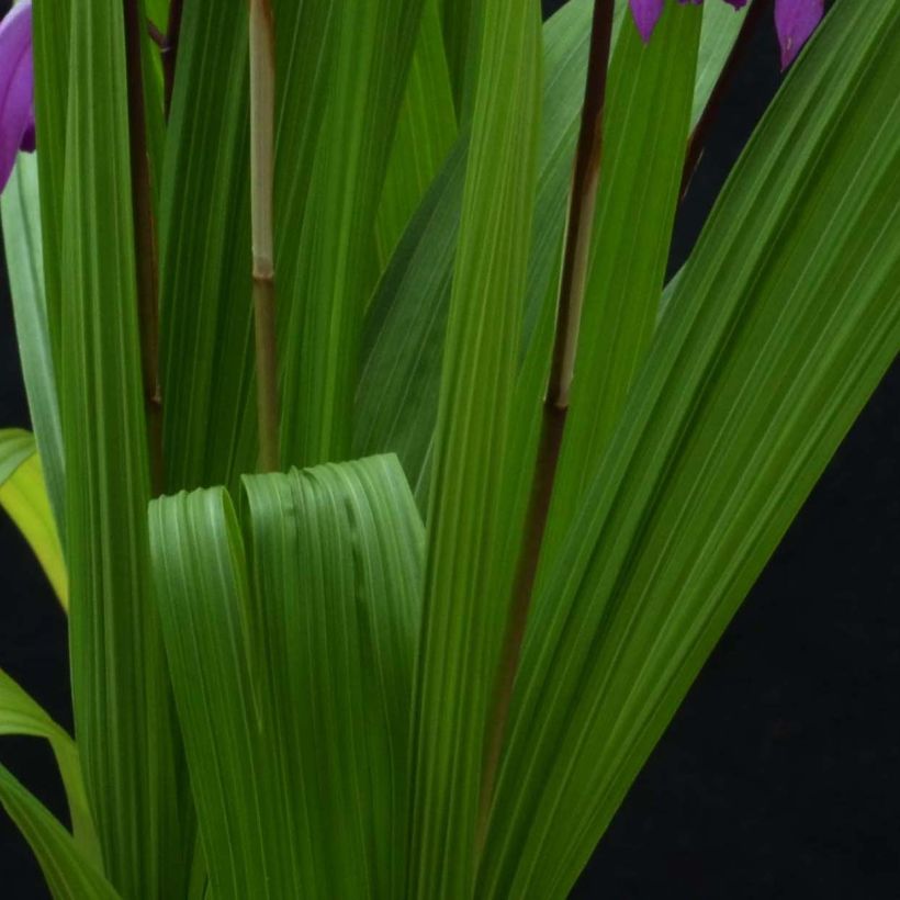 Bletilla striata Marcel Clapdrop - Orchidée jacinthe (Feuillage)